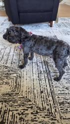 Lost Male Dog last seen 37th & Ridge Rd, Wichita, KS 67205