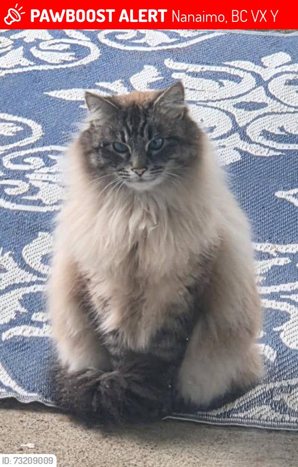Lost Male Cat last seen Flagstone and Blackstone, Nanaimo, BC V9X 1Y1