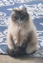 Lost Male Cat last seen Flagstone and Blackstone, Nanaimo, BC V9X 1Y1