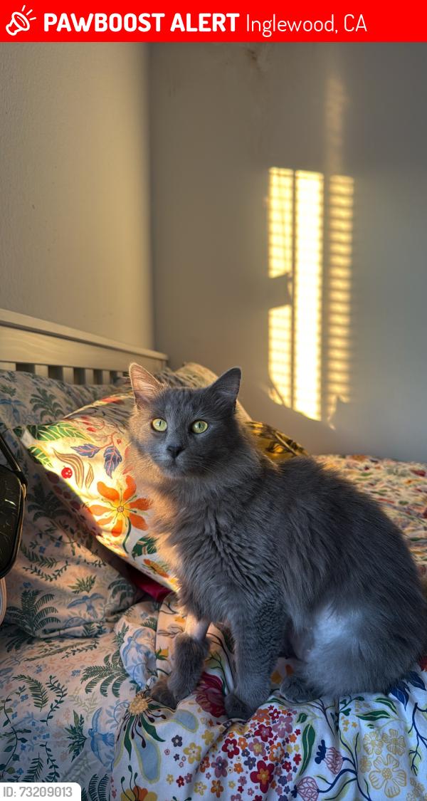 Lost Female Cat last seen Gay Street, Inglewood, CA 90302