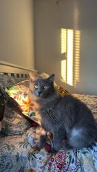Lost Female Cat last seen Gay Street, Inglewood, CA 90302