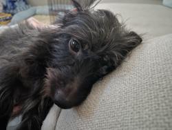 Reunited Male Dog last seen Lake mead and Rainbow, Las Vegas, NV 89108