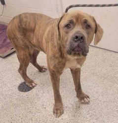 Shelter Stray Male Dog last seen Near NE Barry Rd, 64156, MO, 7077 Elmwood Ave, Kansas City, MO 64132, USA