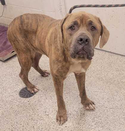 Shelter Stray Male Dog last seen Near NE Barry Rd, 64156, MO, 7077 Elmwood Ave, Kansas City, MO 64132, USA