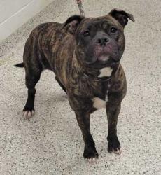Shelter Stray Female Dog last seen Near E Meyer, 64132, MO, 7077 Elmwood Ave, Kansas City, MO 64132, USA