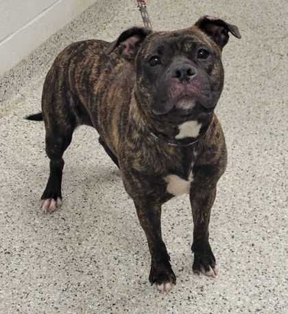 Shelter Stray Female Dog last seen Near E Meyer, 64132, MO, 7077 Elmwood Ave, Kansas City, MO 64132, USA