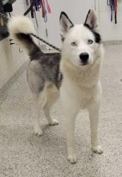 Shelter Stray Male Dog last seen Near NE 46th St, 64117, MO, 7077 Elmwood Ave, Kansas City, MO 64132, USA