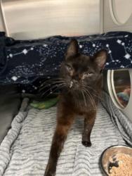 Shelter Stray Male Cat last seen Holmes & NE 46th St, KCMO, 64116, 64116, MO, 7077 Elmwood Ave, Kansas City, MO 64132, USA