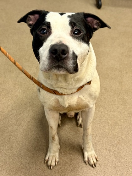 Shelter Stray Male Dog last seen Near Tiffany Ln, 30058, GA, 3280 Chamblee Dunwoody Rd, Chamblee, GA 30341, USA