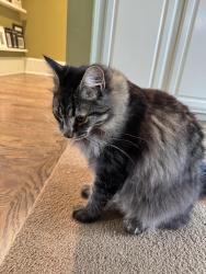 Lost Male Cat last seen Drum intermediate school, Tacoma, WA 98467
