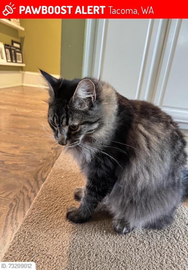Lost Male Cat last seen Drum intermediate school, Tacoma, WA 98467