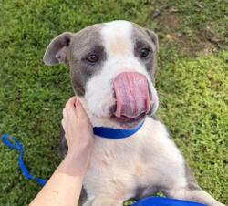 Shelter Stray Male Dog last seen Near Wesley Hall Lane, 30035, GA, 3280 Chamblee Dunwoody Rd, Chamblee, GA 30341, USA