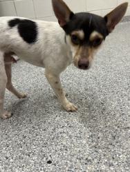 Shelter Stray Male Dog last seen Near Sheridan St, Knox County GP, TN, 3201 Division St, Knoxville, TN 37919, USA