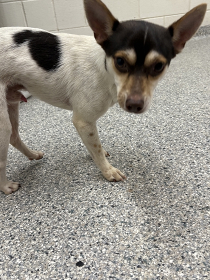 Shelter Stray Male Dog last seen Near Sheridan St, Knox County GP, TN, 3201 Division St, Knoxville, TN 37919, USA