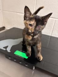 Shelter Stray Female Cat last seen Near Bounds Rd., Knox County GP, TN, 3201 Division St, Knoxville, TN 37919, USA