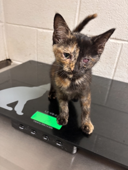 Shelter Stray Female Cat last seen Near Bounds Rd., Knox County GP, TN, 3201 Division St, Knoxville, TN 37919, USA