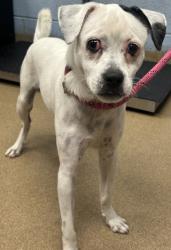 Shelter Stray Male Dog last seen Near Guidepost Ln, Stone Mountain 30088, 30088, GA, 3280 Chamblee Dunwoody Rd, Chamblee, GA 30341, USA