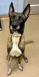 Shelter Stray Male Dog last seen Amsler Road and Flakes Mill Road, 30294, GA, 3280 Chamblee Dunwoody Rd, Chamblee, GA 30341, USA