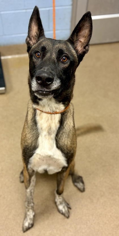 Shelter Stray Male Dog last seen Amsler Road and Flakes Mill Road, 30294, GA, 3280 Chamblee Dunwoody Rd, Chamblee, GA 30341, USA