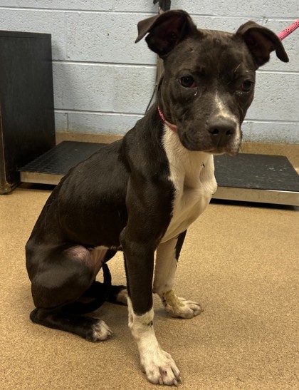 Shelter Stray Unknown Dog last seen Near Chamblee Dunwoody Road, 30338, GA, 3280 Chamblee Dunwoody Rd, Chamblee, GA 30341, USA