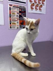Shelter Stray Female Cat last seen Near Acer Ave, El Paso, TX 79925, CITY of El Paso, TX, 5001 Fred Wilson Ave, El Paso, TX 79906, USA