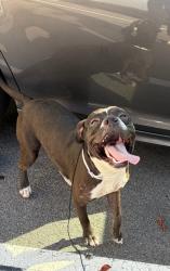Shelter Stray Male Dog last seen Near Campbellton Rd, Atlanta, GA, 1251 Fulton Industrial Blvd NW, Atlanta, GA 30336, USA