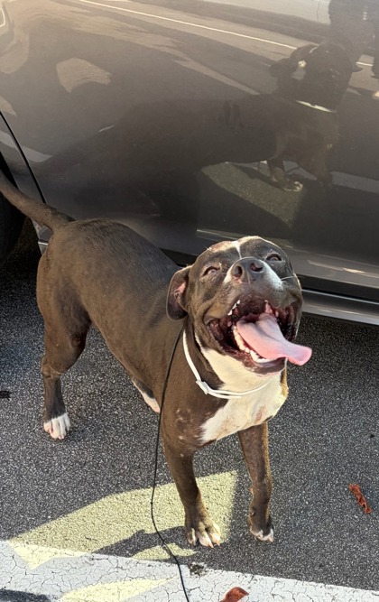 Shelter Stray Male Dog last seen Near Campbellton Rd, Atlanta, GA, 1251 Fulton Industrial Blvd NW, Atlanta, GA 30336, USA