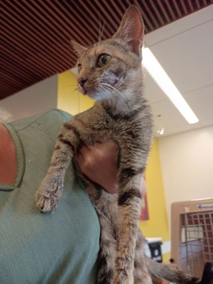 Shelter Stray Female Cat last seen Near Milano Dr, Atlanta, GA, 1251 Fulton Industrial Blvd NW, Atlanta, GA 30336, USA