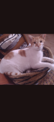 Reunited Female Cat last seen Irene Ct/Darlene St Fontana, Fontana, CA 92336