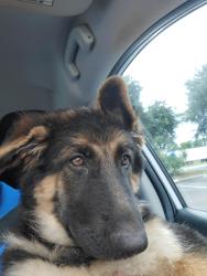 Found/Stray Female Dog last seen Forester Av, Orlando, FL 32809