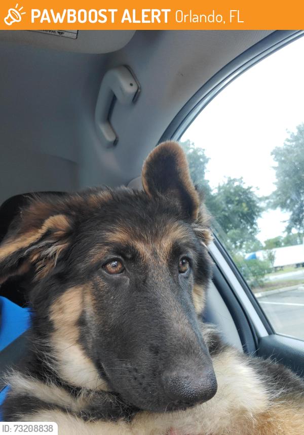 Found/Stray Female Dog last seen Forester Av, Orlando, FL 32809