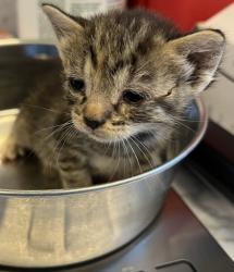 Shelter Stray Female Cat last seen Baseline Rd / Country Club Dr, Roseville City, CA, 200 Tahoe Ave, Roseville, CA 95678, USA