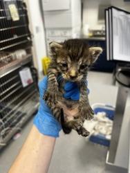 Shelter Stray Male Cat last seen Baseline Rd / Country Club Dr, Roseville City, CA, 200 Tahoe Ave, Roseville, CA 95678, USA