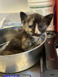 Shelter Stray Female Cat last seen Baseline Rd / Country Club Dr, Roseville City, CA, 200 Tahoe Ave, Roseville, CA 95678, USA