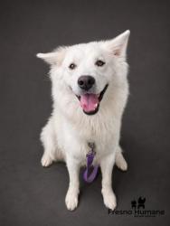 Shelter Stray Female Dog last seen S West Ave & Manning Ave, Fresno Zone Fresno CO 1A 93706, CA, 1510 W Dan Ronquillo Dr, Fresno, CA 93706, USA