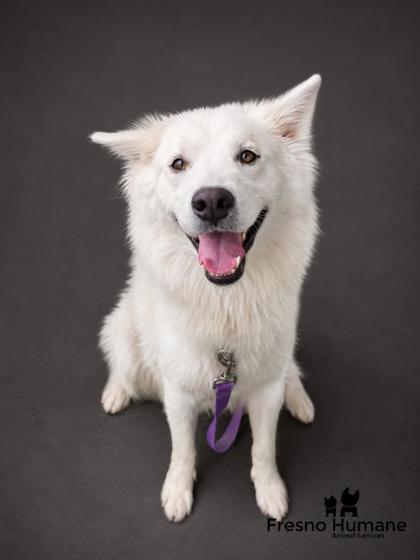 Shelter Stray Female Dog last seen S West Ave & Manning Ave, Fresno Zone Fresno CO 1A 93706, CA, 1510 W Dan Ronquillo Dr, Fresno, CA 93706, USA