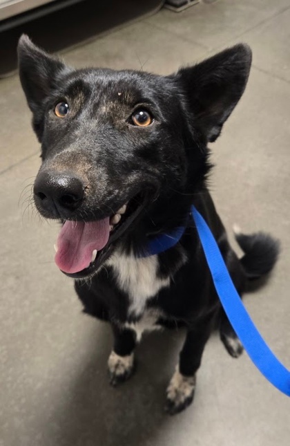 Shelter Stray Female Dog last seen S Valentine Ave & W Jensen Ave, Fresno Zone Fresno CO 2 93706, CA, 1510 W Dan Ronquillo Dr, Fresno, CA 93706, USA