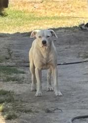 Shelter Stray Male Dog last seen S Raider Ave & W Eerie Ave, Caruthers Zone Fresno CO 1B 93609, CA, 1510 W Dan Ronquillo Dr, Fresno, CA 93706, USA