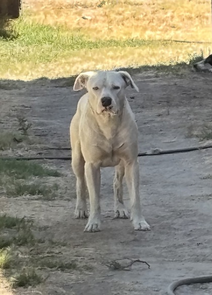 Shelter Stray Male Dog last seen S Raider Ave & W Eerie Ave, Caruthers Zone Fresno CO 1B 93609, CA, 1510 W Dan Ronquillo Dr, Fresno, CA 93706, USA
