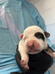 Shelter Stray Male Dog last seen W Bowles Ave & S Ormus Ave, Raisin City Zone Fresno CO 1A 93652, CA, 1510 W Dan Ronquillo Dr, Fresno, CA 93706, USA