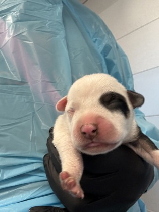 Shelter Stray Male Dog last seen W Bowles Ave & S Ormus Ave, Raisin City Zone Fresno CO 1A 93652, CA, 1510 W Dan Ronquillo Dr, Fresno, CA 93706, USA