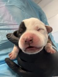 Shelter Stray Female Dog last seen W Bowles Ave & S Ormus Ave, Raisin City Zone Fresno CO 1A 93652, CA, 1510 W Dan Ronquillo Dr, Fresno, CA 93706, USA