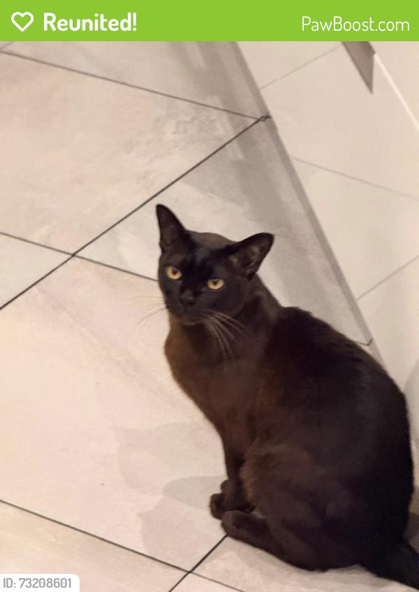 Reunited Male Cat last seen Ongar Road , Hildyard Road and, Greater London, England 