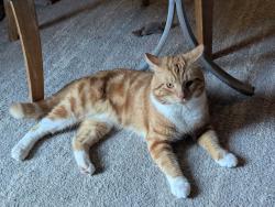 Found/Stray Male Cat last seen Route 46 East Main St, Rockaway, NJ 07834