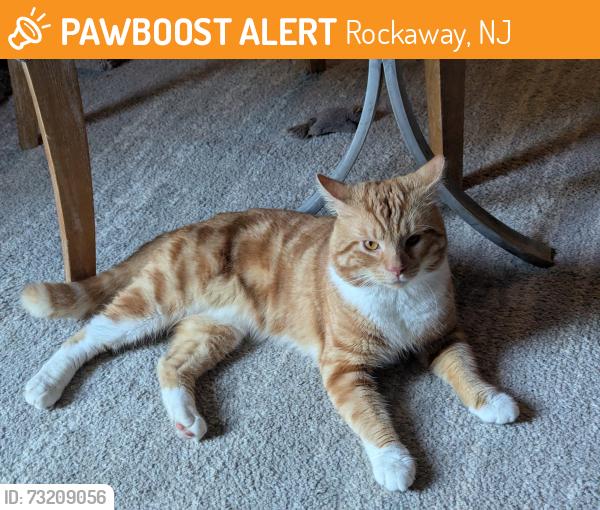 Found/Stray Male Cat last seen Route 46 East Main St, Rockaway, NJ 07834