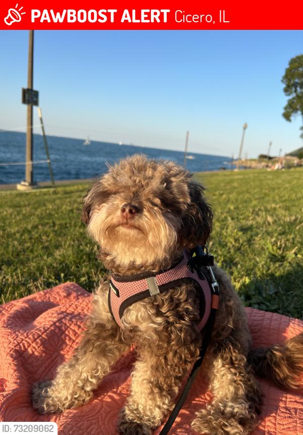 Lost Female Dog last seen S 55th Ave W 22nd Pl, Cicero, IL 60804