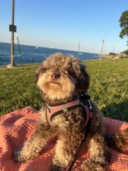 Lost Female Dog last seen S 55th Ave W 22nd Pl, Cicero, IL 60804