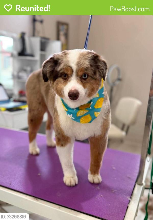 Reunited Male Dog last seen Beechgrove Road, Shepherdsville, KY 40165