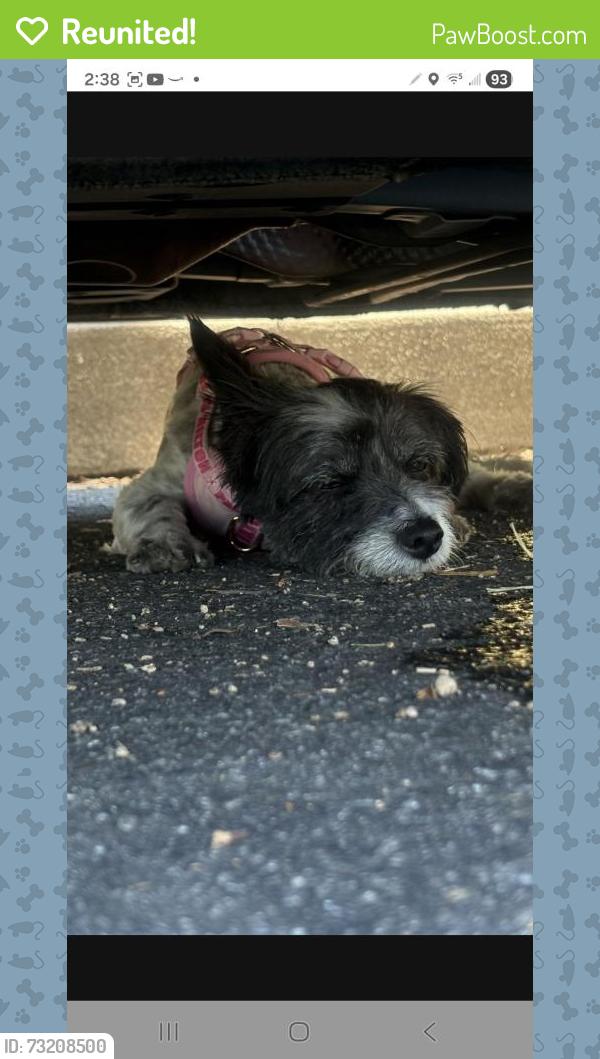 Reunited Female Dog last seen Orangecrest and Haltern St., Azusa, CA 91702