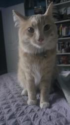 Lost Male Cat last seen School and Omphale, Kuna, ID 83634
